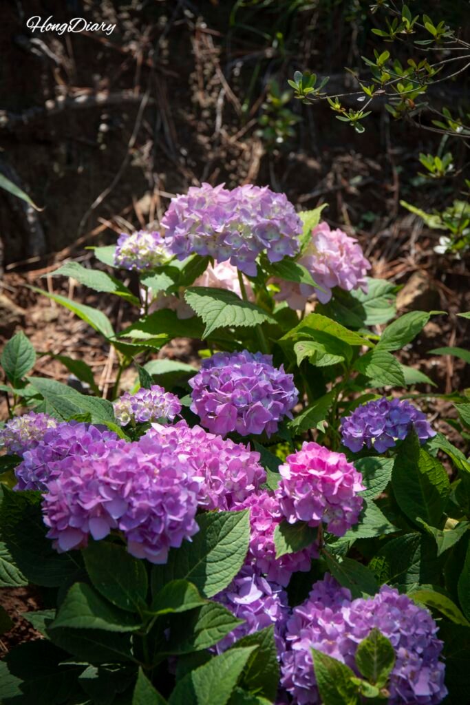 Hydrangeas blooming along the path at Haedong Yonggungsa