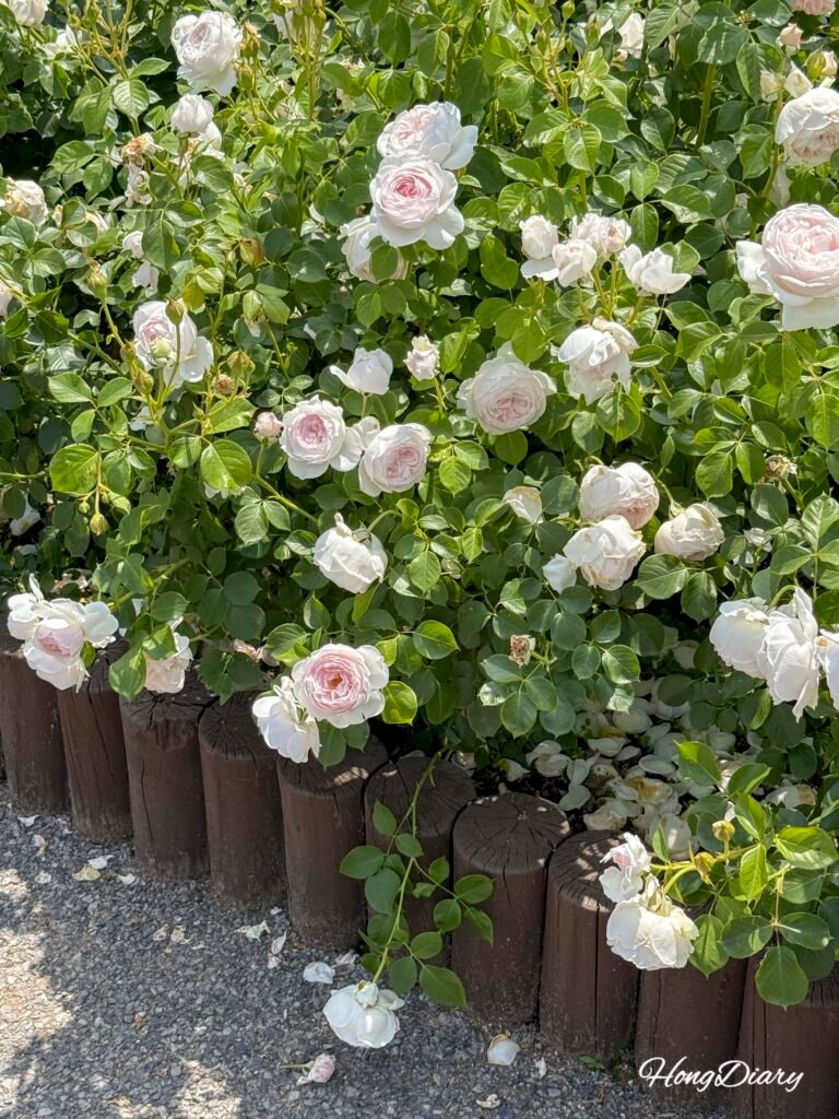 5月の開花シーズンの蔚山大公園バラ園