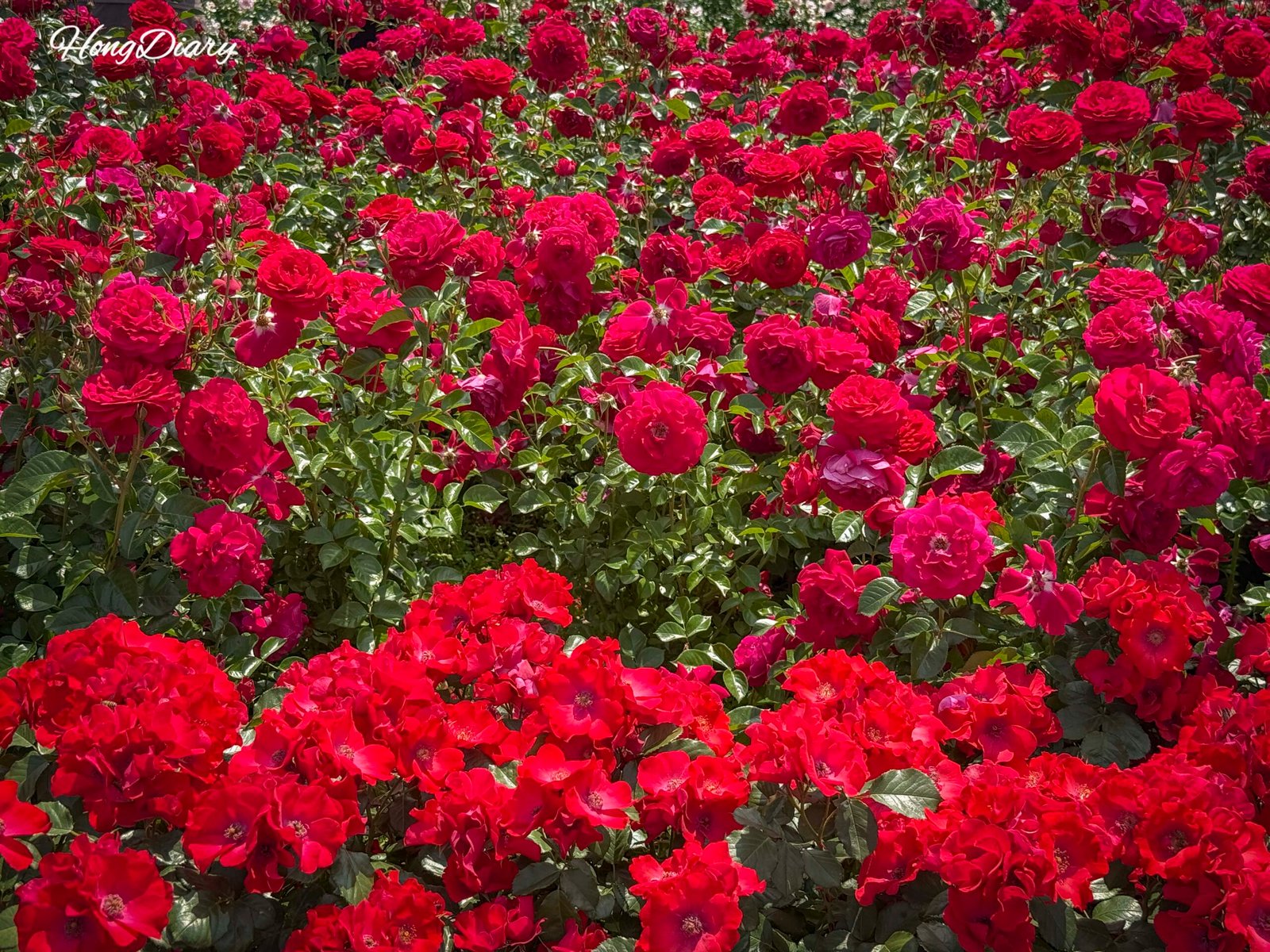 Ulsan Grand Park Rose Garden in full bloom during May festival