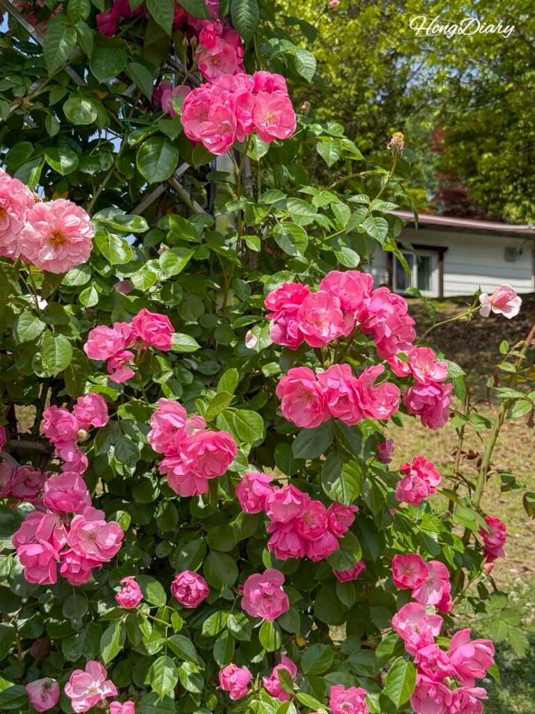 Vista del Jardín de Rosas del Gran Parque de Ulsan