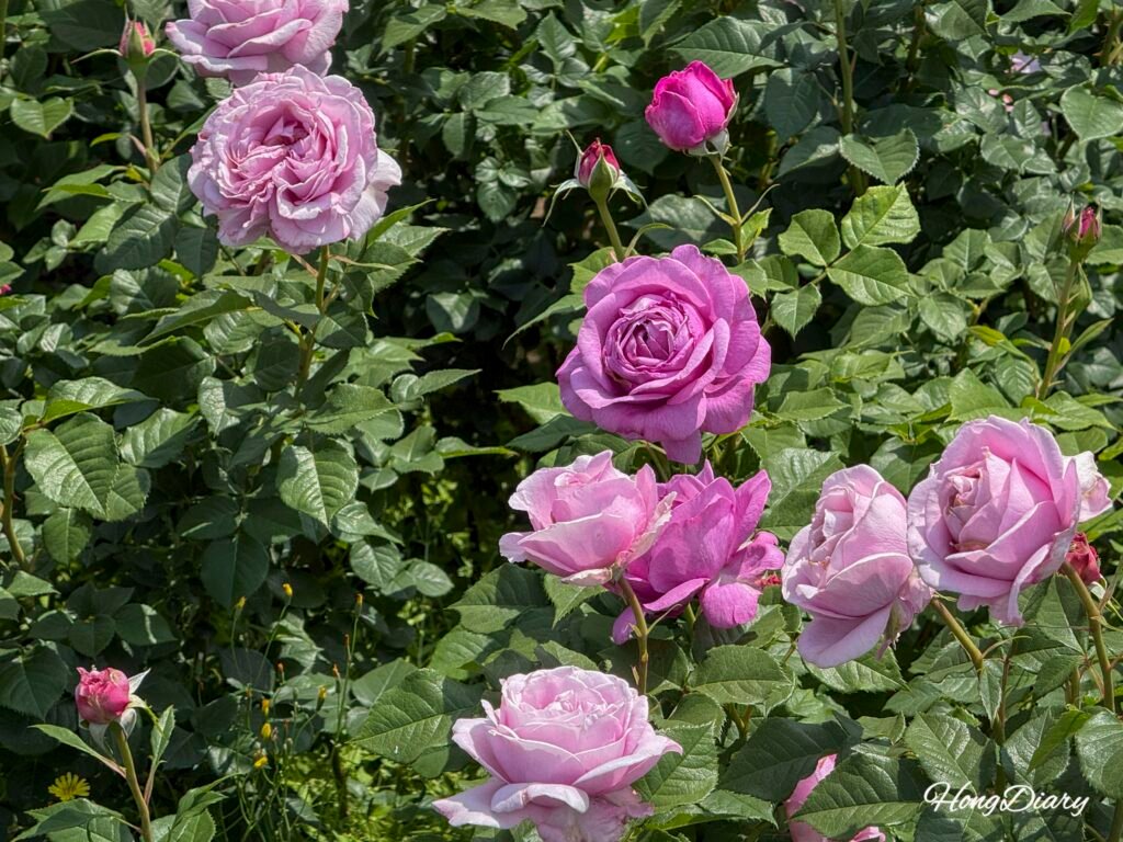 Various rose varieties on display at Ulsan Grand Park Rose Festival