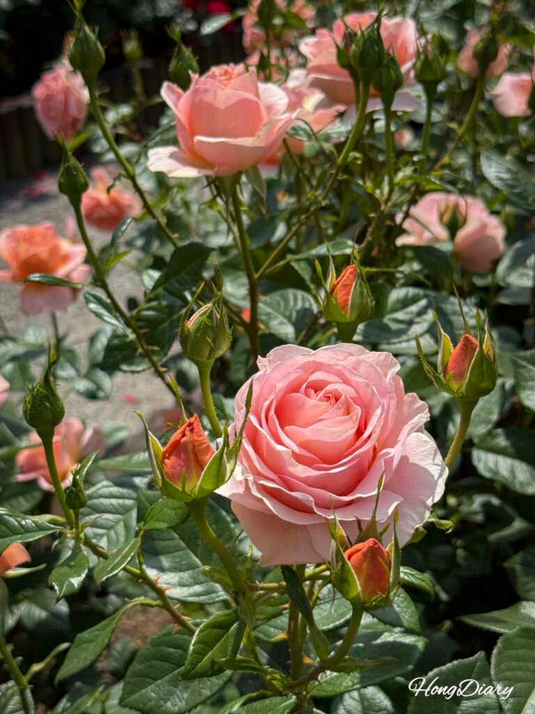 Rosas en flor en el Gran Parque de Ulsan
