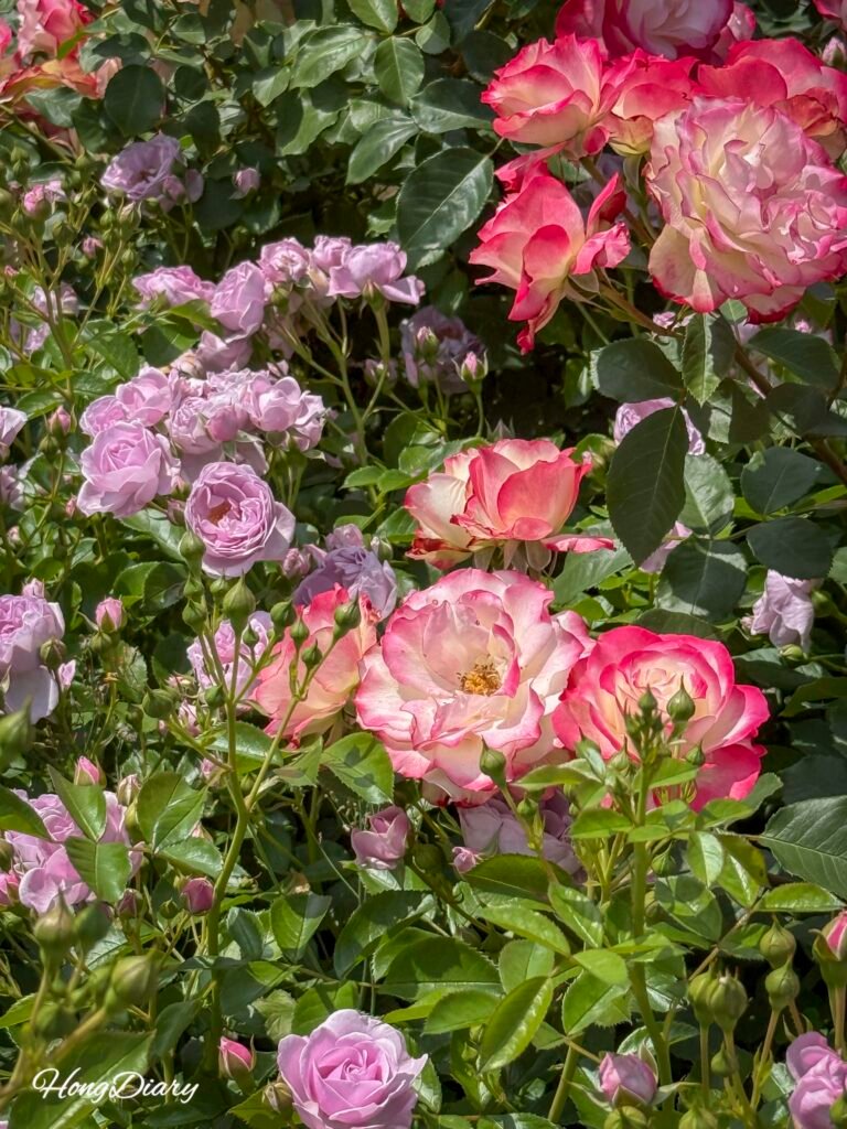 Flower beds stretching across Ulsan Grand Park Rose Garden