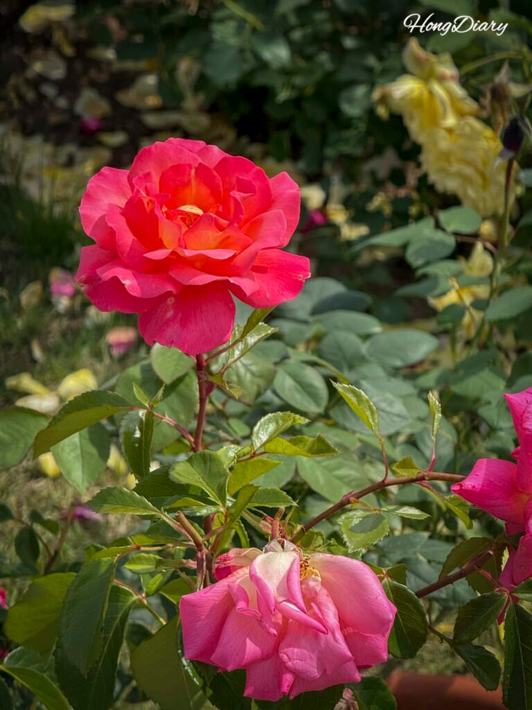 Sendero entre parterres de rosas en el festival de Ulsan