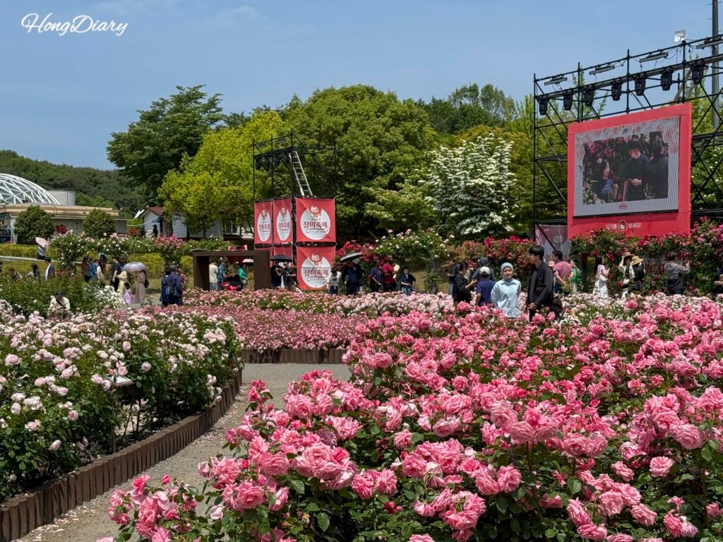 蔚山バラ祭りの花壇全景