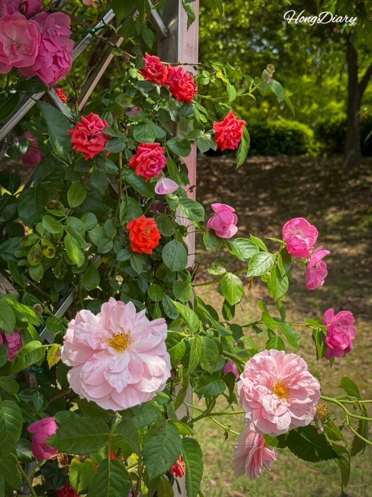 Rosas en plena floración en el festival de rosas de Ulsan