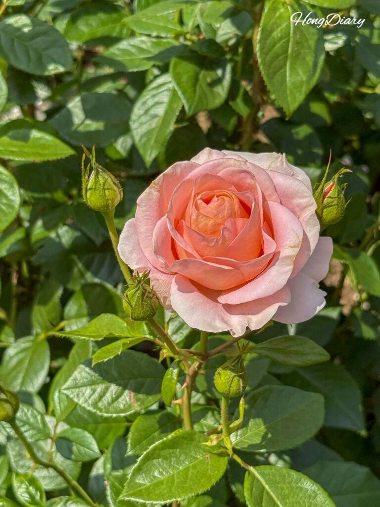 Red roses in full bloom at Ulsan Grand Park Rose Festival