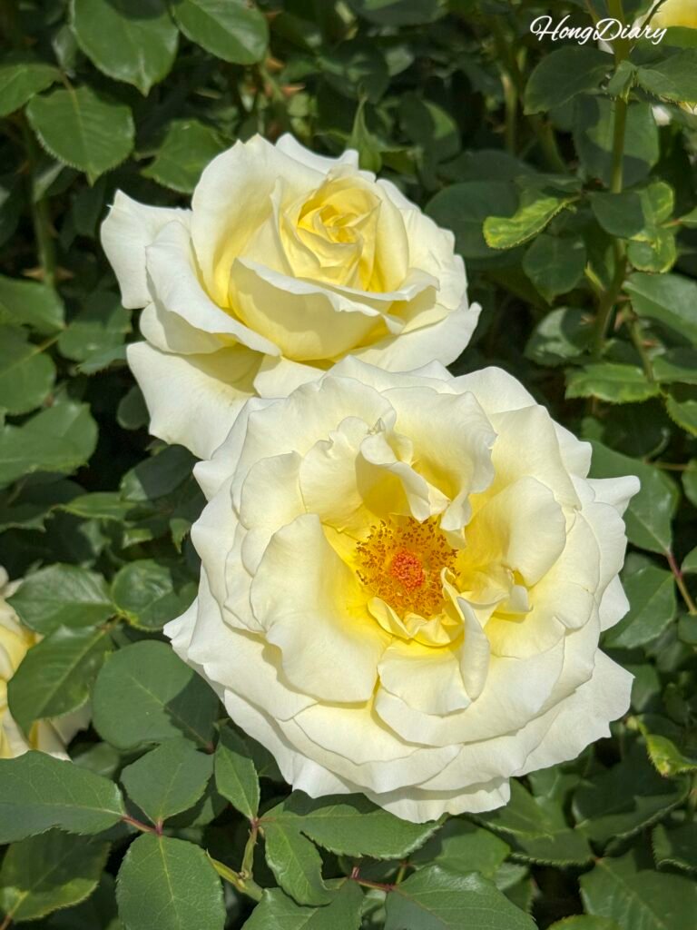 Jardín de Rosas del Gran Parque de Ulsan en máxima floración en mayo