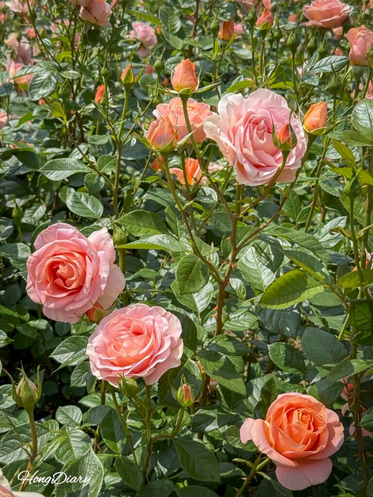 Festival de rosas del Gran Parque de Ulsan, Corea del Sur