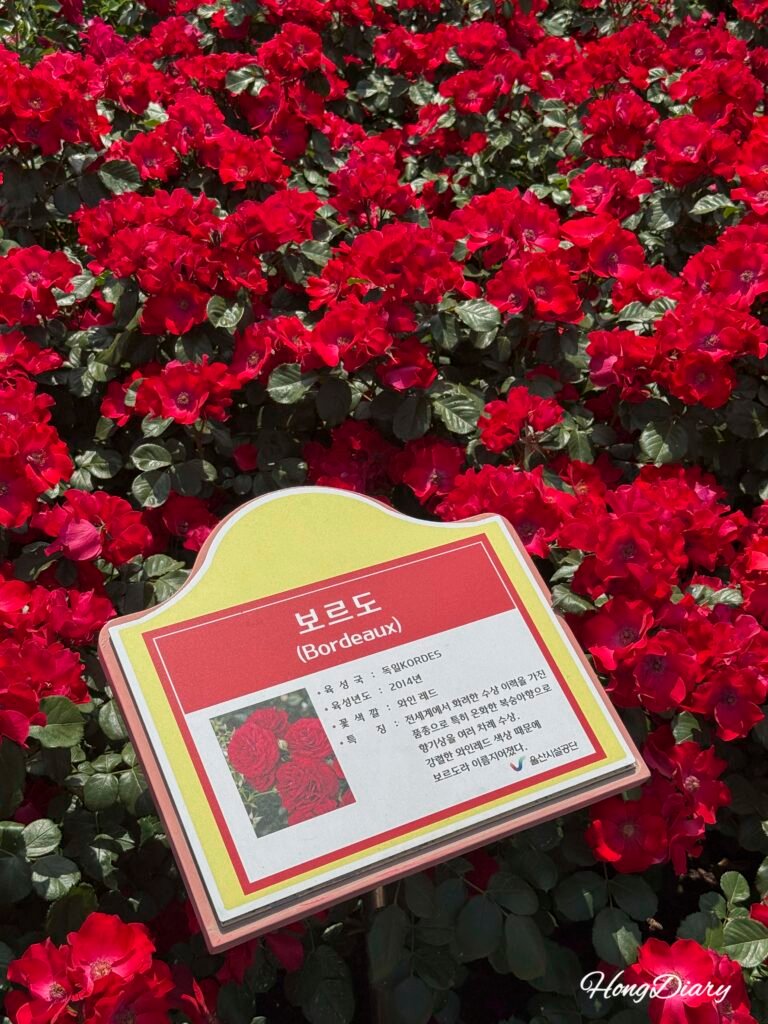Ulsan Grand Park Rose Garden peak blooming season in May