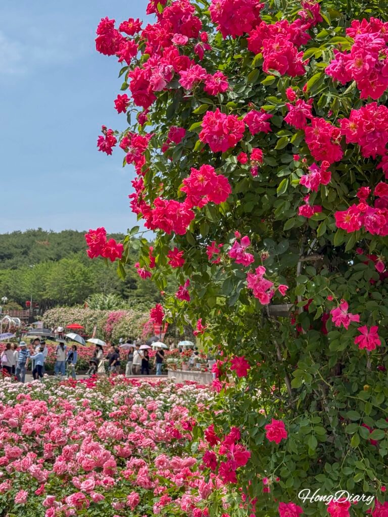 Pastel colored roses at Ulsan Grand Park Rose Garden