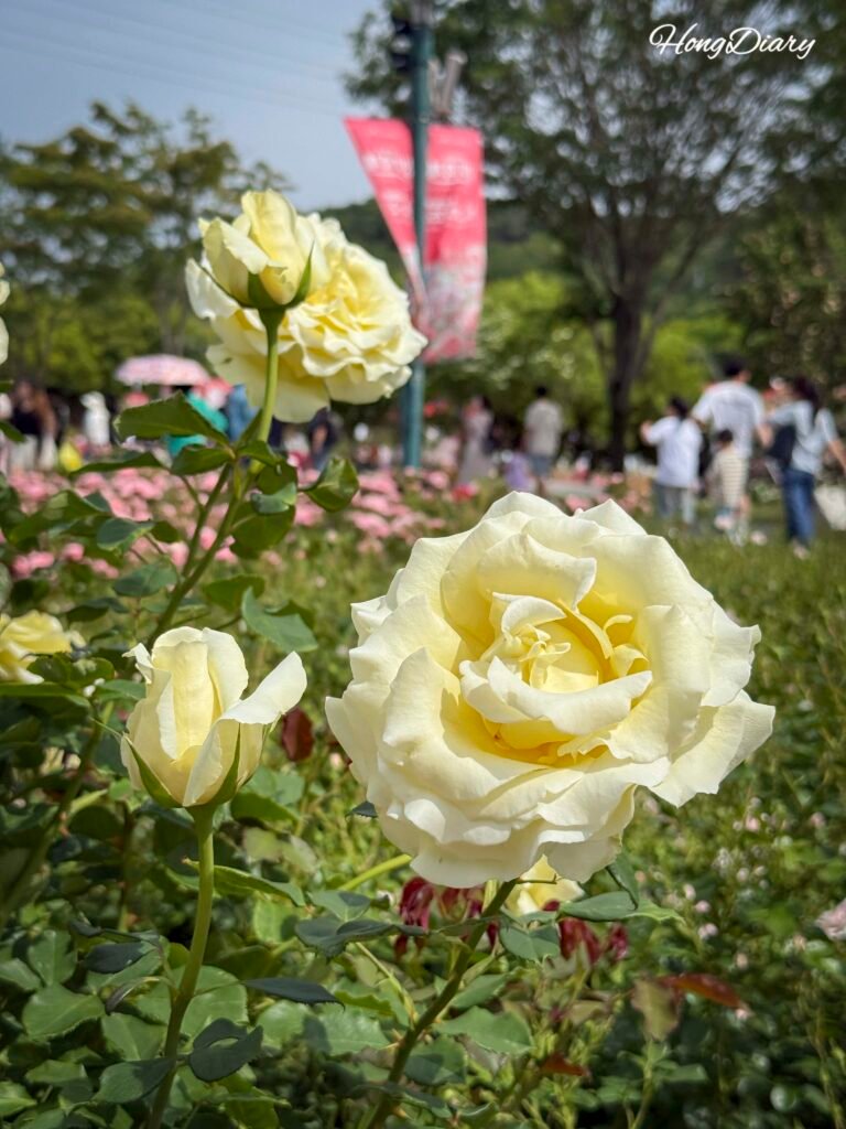 Jardín de Rosas del Gran Parque de Ulsan en floración primaveral