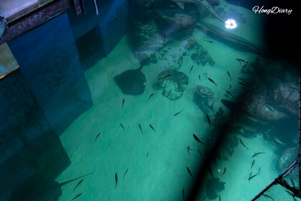 Vista hacia abajo del tanque desde el puente colgante del Acuario de Daegu
