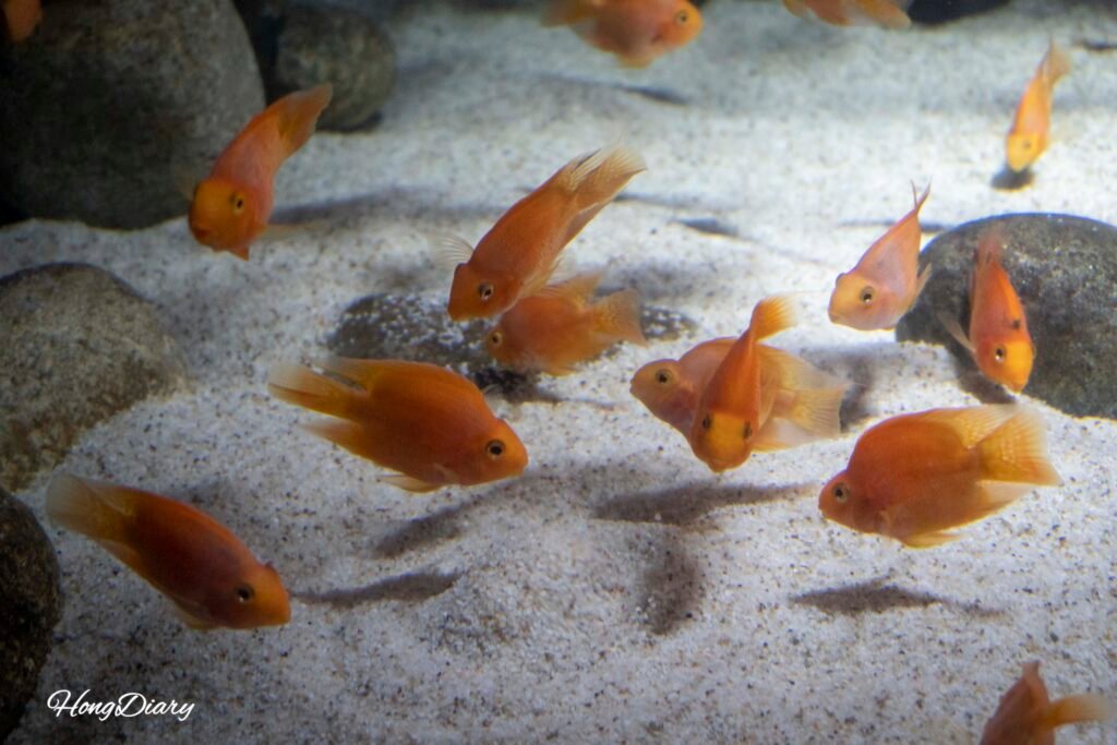 Blood parrot cichlid tank at Daegu Aquarium