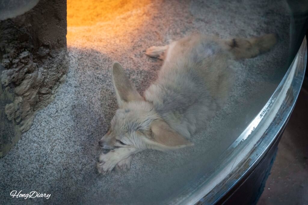 Zorro del desierto en el Acuario de Daegu