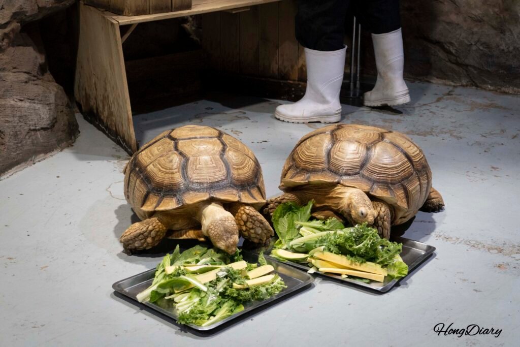 Tortugas terrestres en el Acuario de Daegu