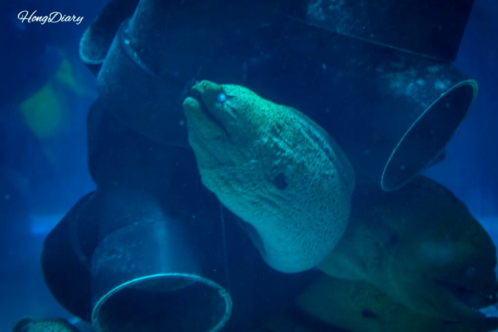 テグアクアリウムの海水水槽