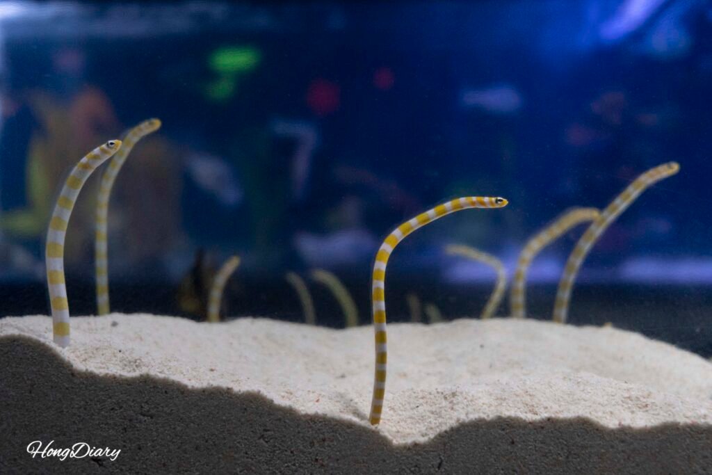 Marine saltwater tank at Daegu Aquarium