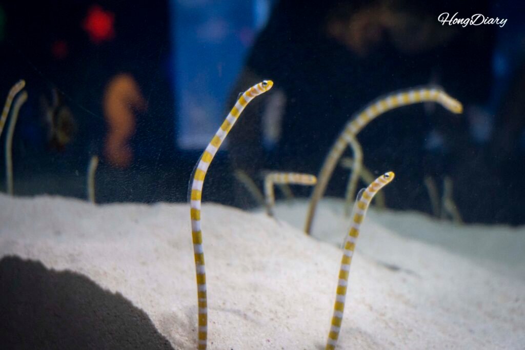 テグアクアリウムの海水水槽（別角度）