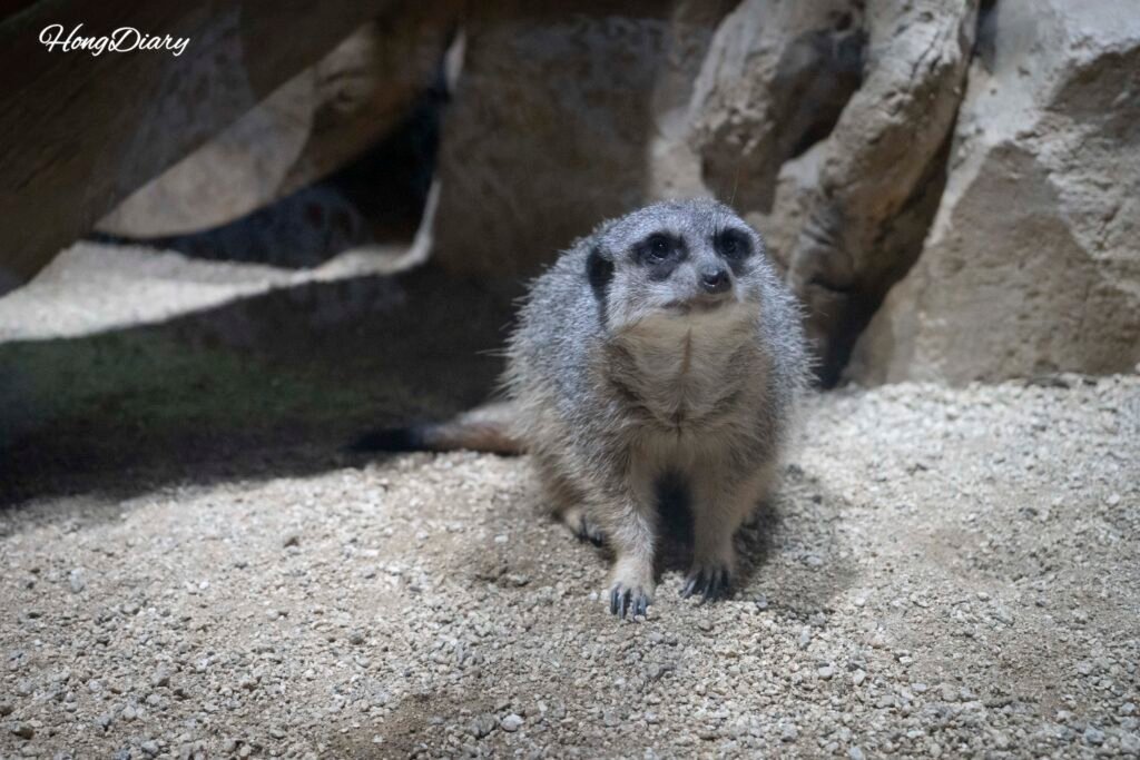 Meerkats at Daegu Aquarium Daegu