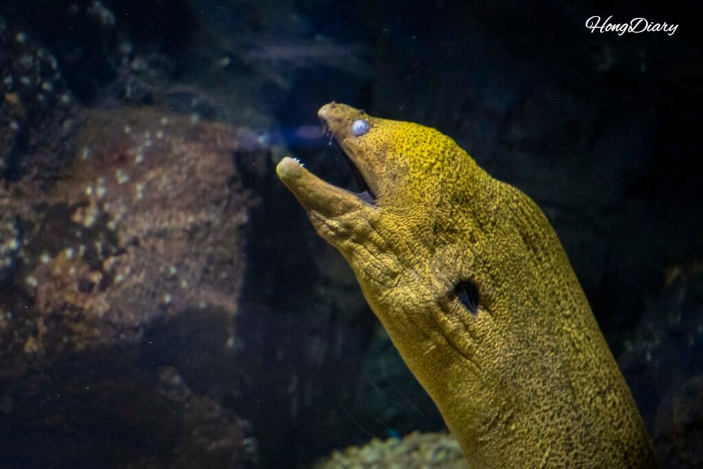 Morena en el tanque de agua salada del Acuario de Daegu