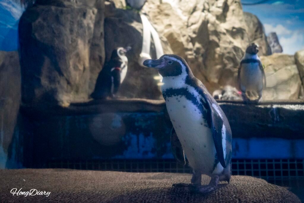 Penguins at Daegu Aquarium