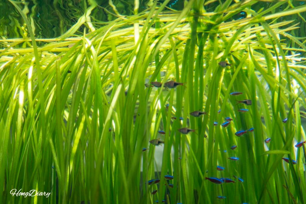 テグアクアリウムの水草水槽
