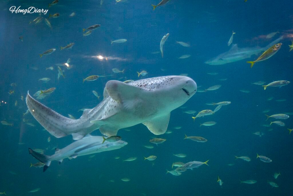Tiburón en el tanque marino del Acuario de Daegu