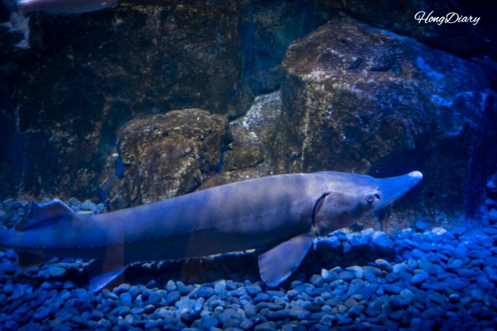 Sturgeon at Daegu Aquarium Daegu