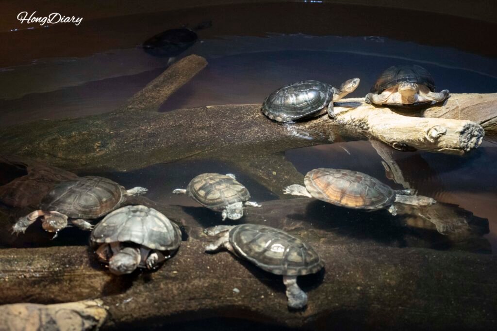 Turtle tank at Daegu Aquarium