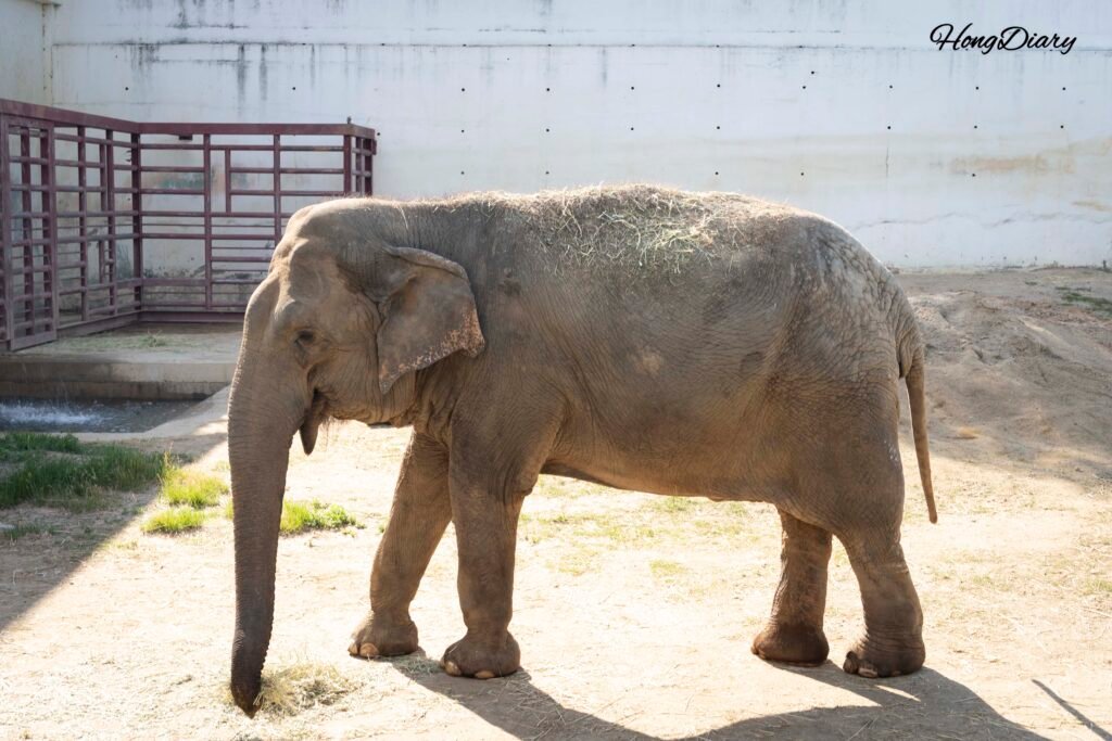 Elefante en el encierro del Zoológico Dalseong Park Daegu