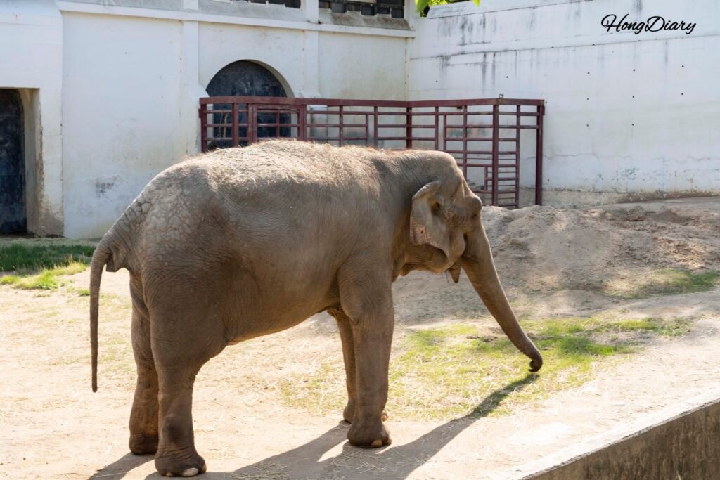 大邱達城公園動物園のアジア象の展示エリア