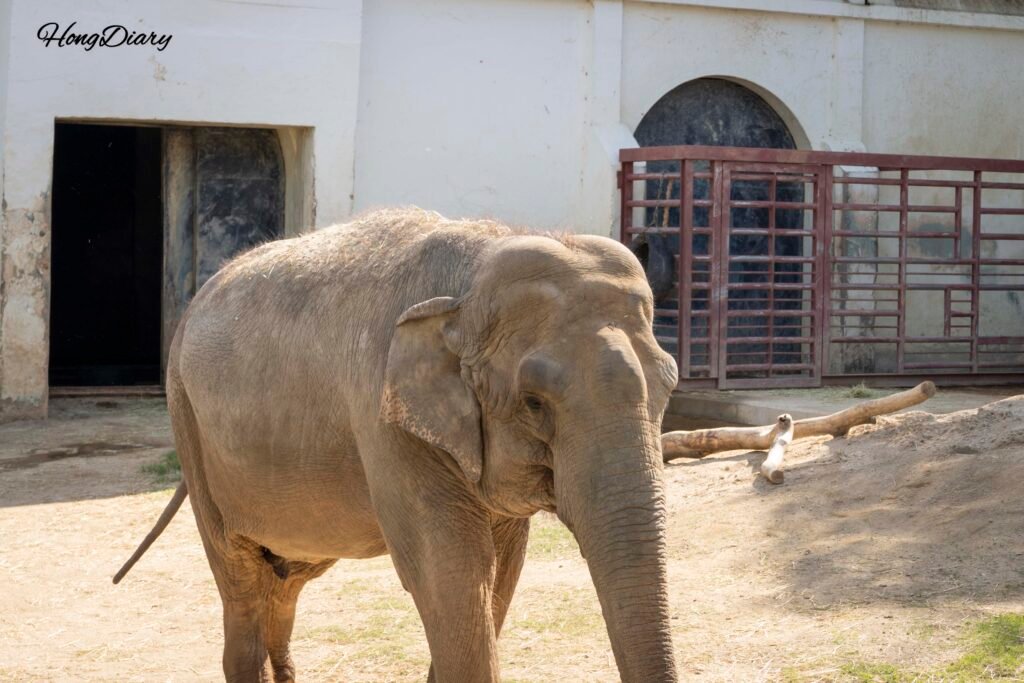 Elephant enclosure at Dalseong Park Zoo Daegu