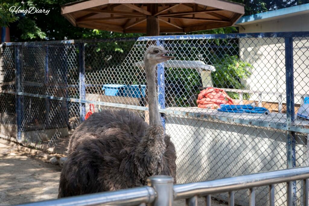 大邱達城公園動物園のダチョウ展示エリア