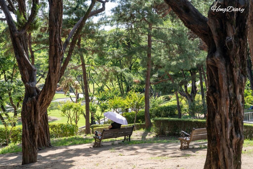 Walking path inside Dalseong Park Daegu lined with trees