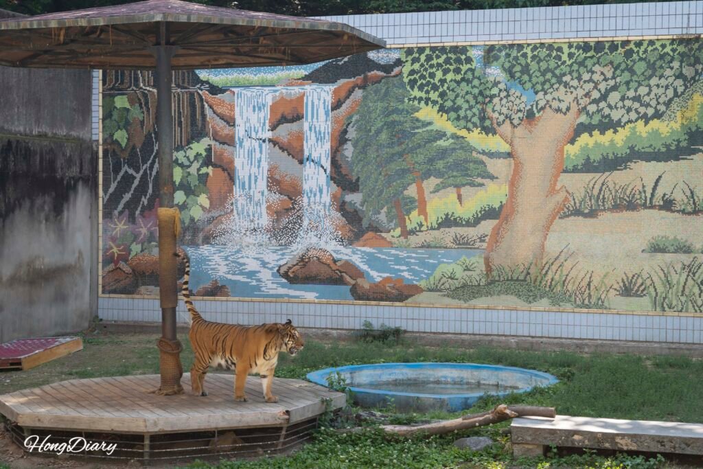 大邱達城公園動物園のトラの展示エリア