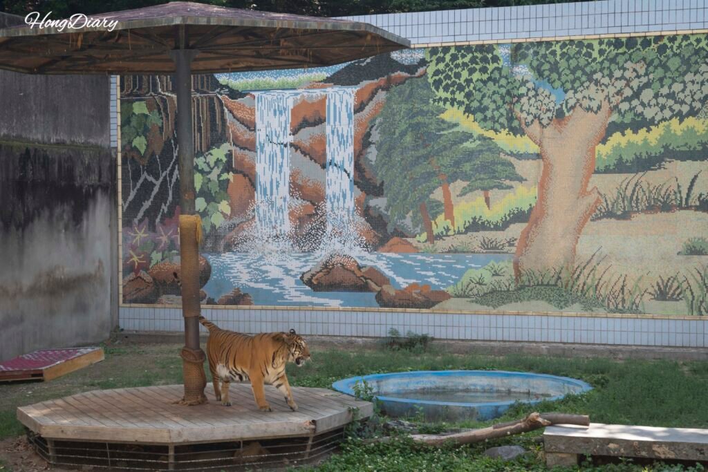 Tiger enclosure at Dalseong Park Zoo Daegu