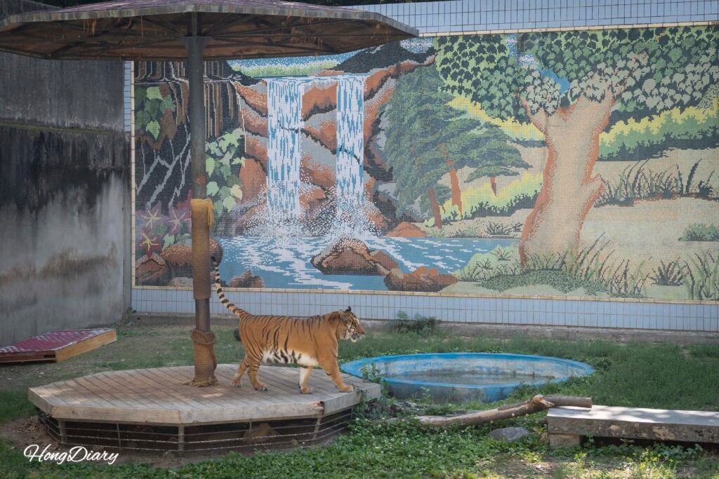 Tigre en el zoológico del parque Dalseong Daegu Corea del Sur