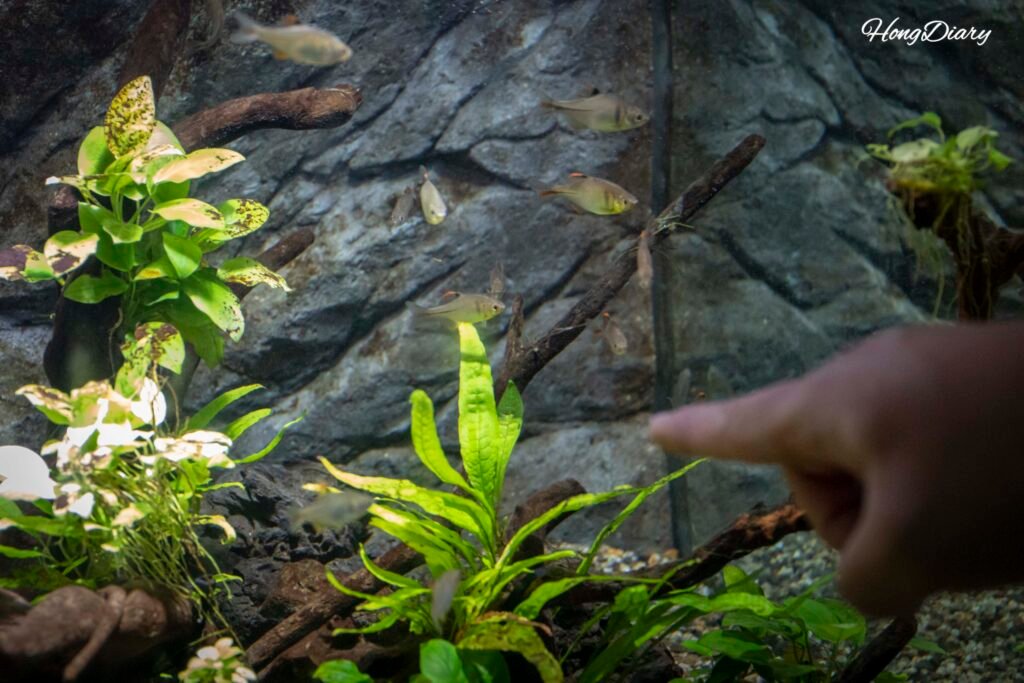 国立水産科学館の生物館・生きた海の生き物が見られる水槽