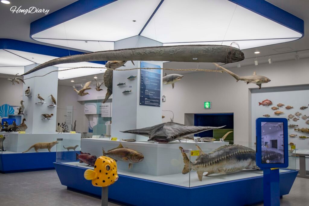 Taxidermy specimen display of fish and marine animals at Busan Fisheries Science Museum