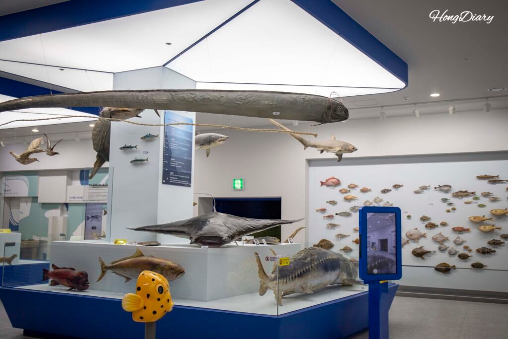 国立水産科学館の剥製室・魚類や海洋生物の標本展示