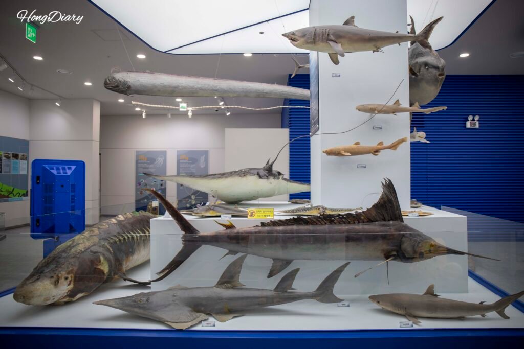 Sala de taxidermia con peces y animales marinos disecados en el museo de pesca de Busan