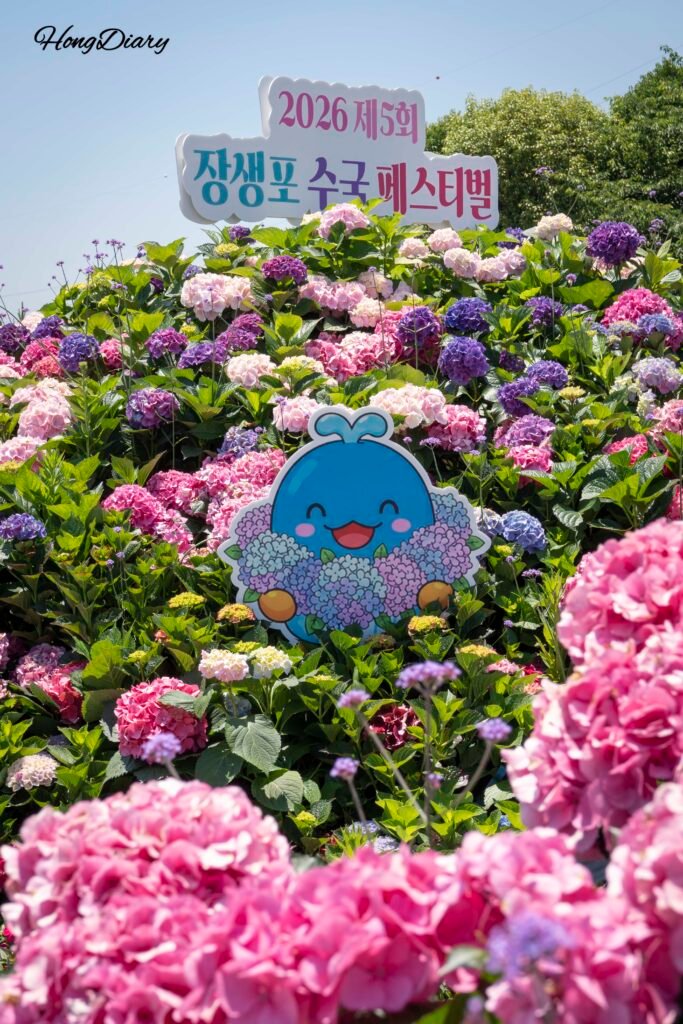 Jangsaengpo Hydrangea Festival 2026 sign panel surrounded by blooming hydrangeas
