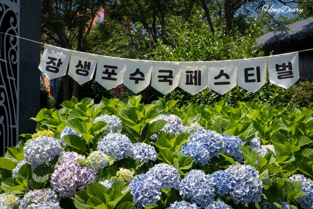Close-up of blue and purple hydrangea clusters at Jangsaengpo festival