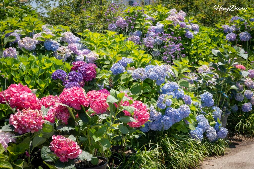 Vibrant hydrangea blooms at the Jangsaengpo festival in June 2026