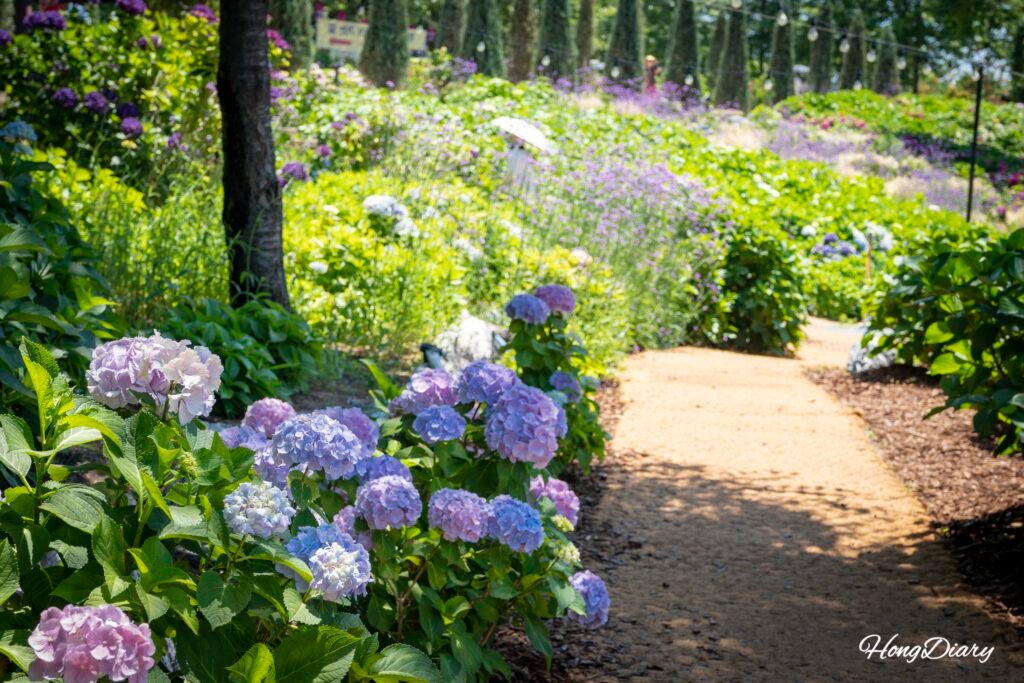 A garden path lined with blooming hydrangeas at Jangsaengpo festival grounds