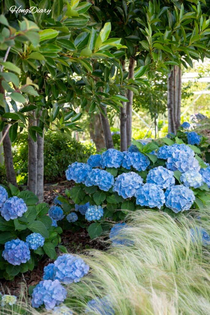 Soft-focus hydrangea blossoms in pastel tones at Jangsaengpo
