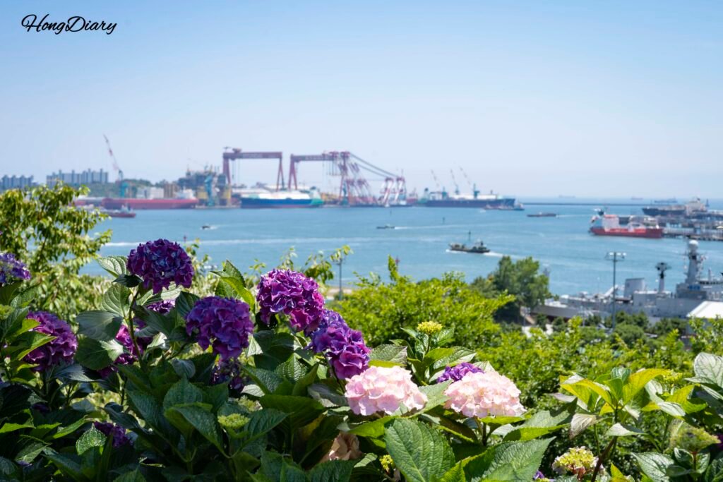 Hydrangeas blooming along the hillside with Jangsaengpo harbor in the background