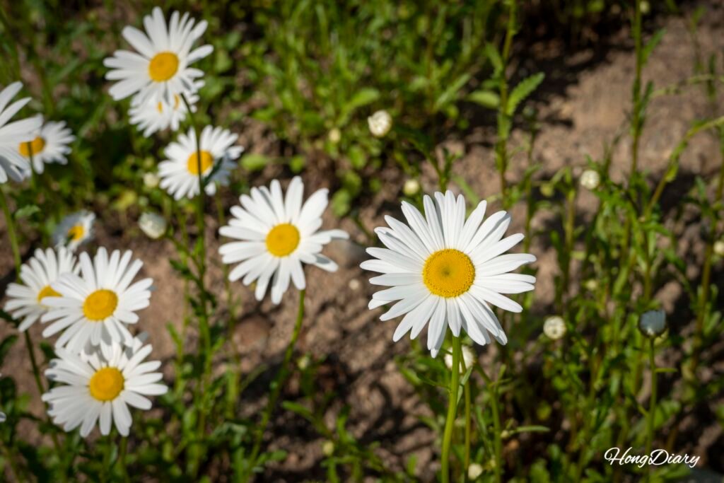 Margaritas a lo largo del sendero del Parque Temático Agrícola Dumesil