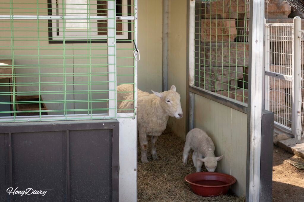 トゥメシル農業テーマパーク小動物ふれあいゾーンのヤギ
